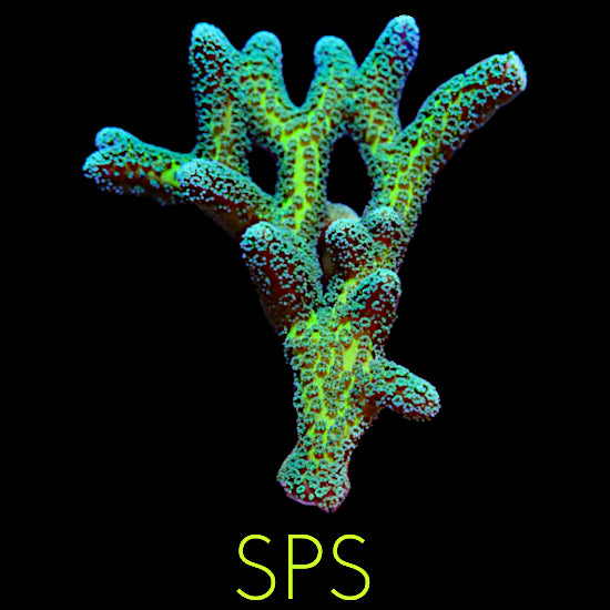 SPS (Small Polyp Stony)