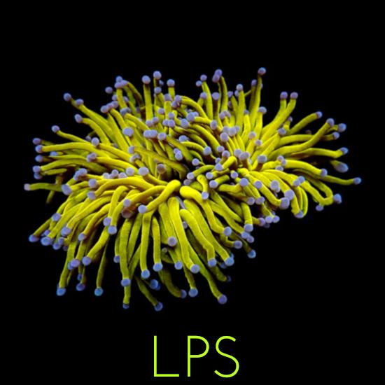 LPS (Large Polyp Stony)