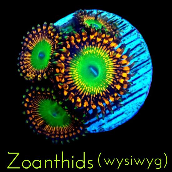 Zoanthids WYSIWYG