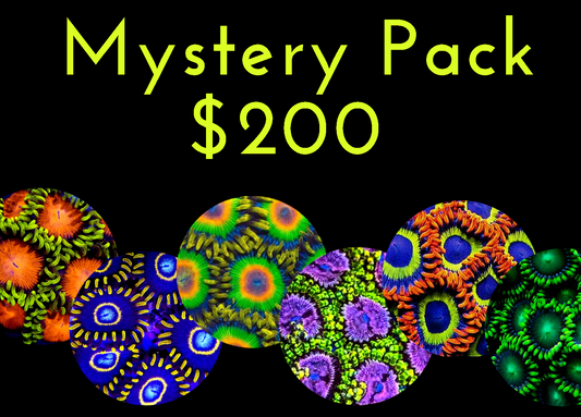 $200 Mystery Zoanthid Pack ($250 value)