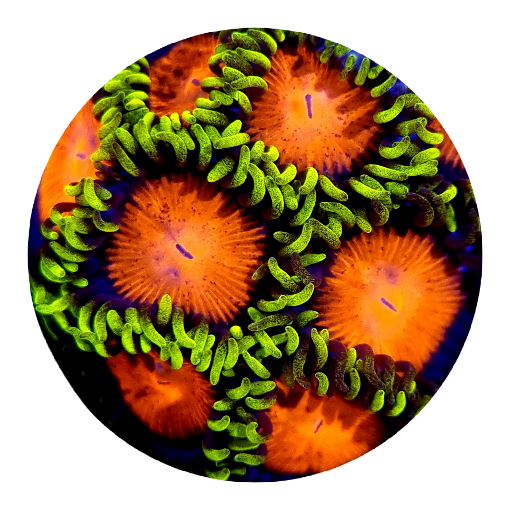 Spongebob Zoanthid - 5 Polyps