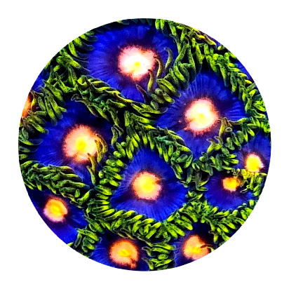 Blow Pop Zoanthid (5 Polyps)