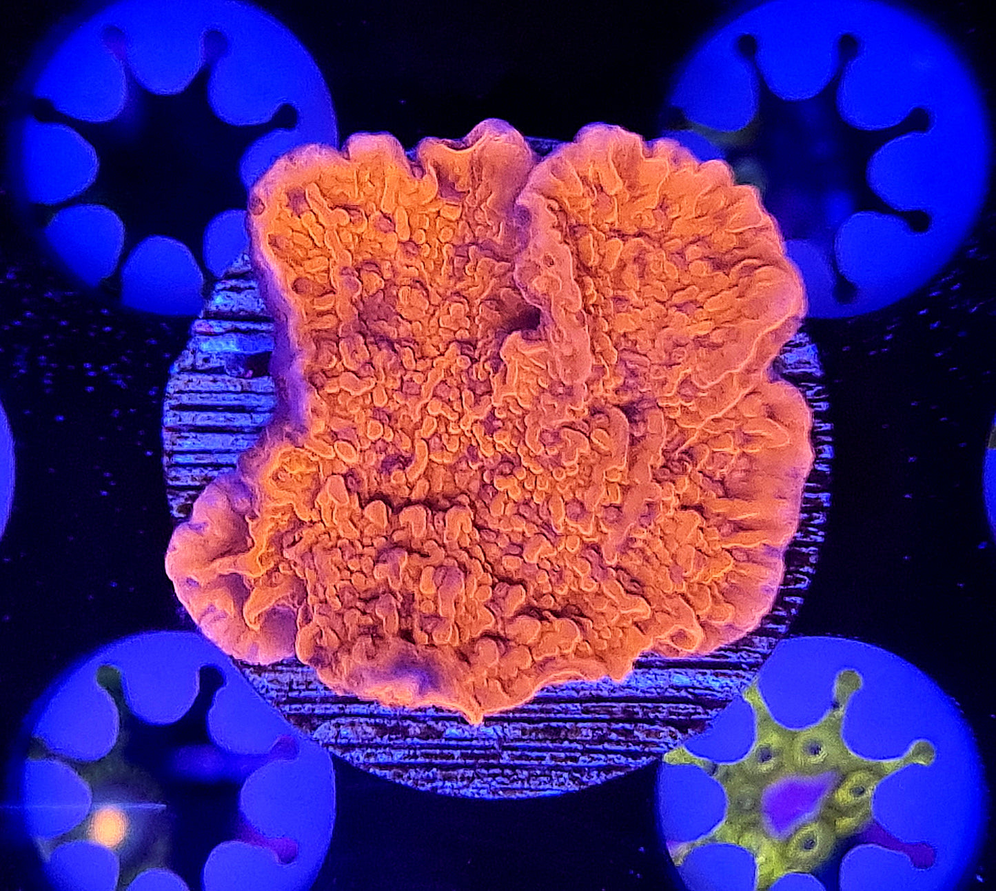 Red Montipora Cap