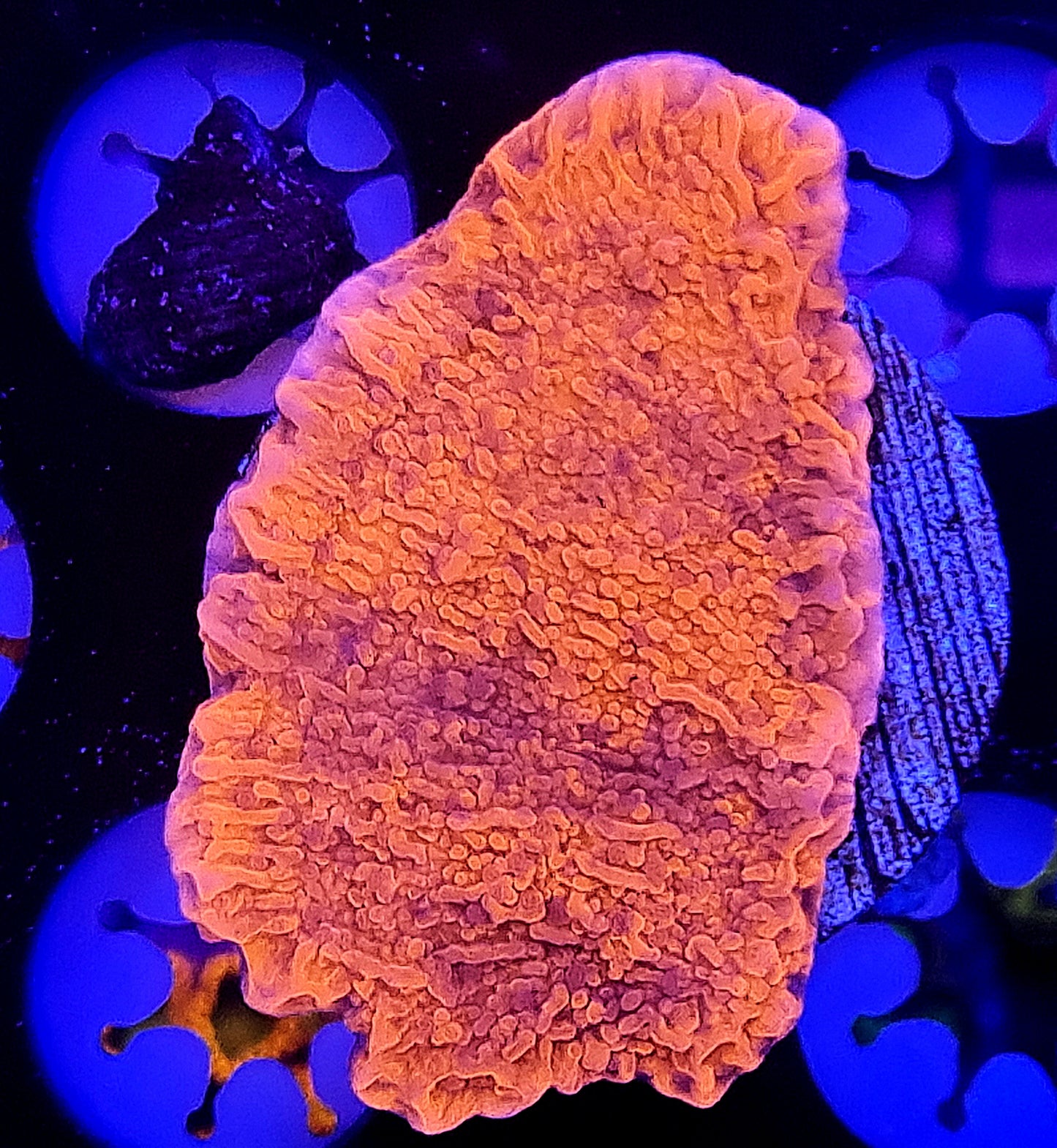 Red Montipora Cap