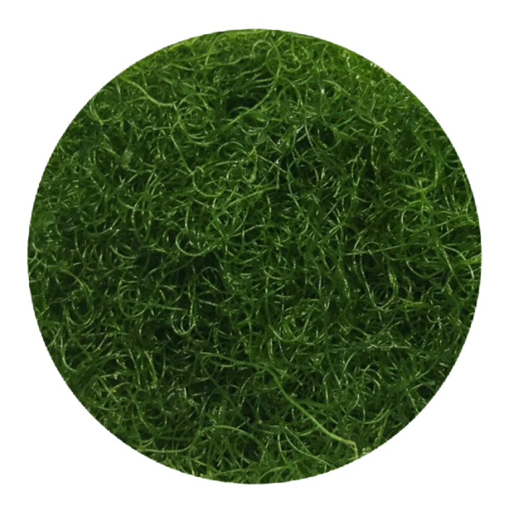 Chaetomorpha -Chaeto Macro Algae