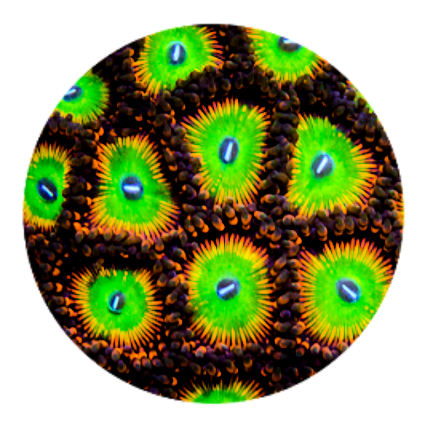 Candy Apple Orange Zoanthid - 1 Polyp