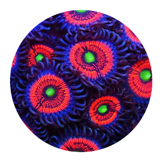 Everlasting Gobstopper Zoanthid - 5 Polyps