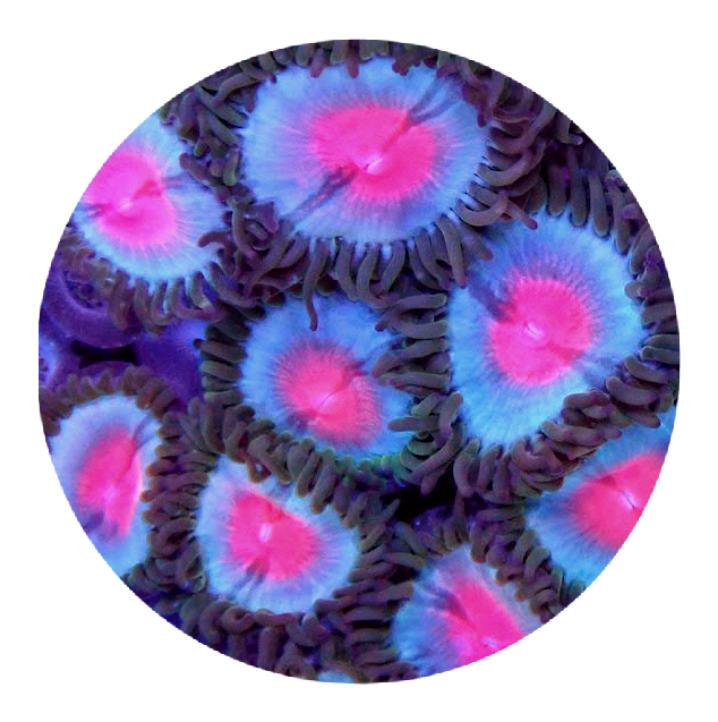 Miami Vice Zoanthid - 2 Polyps