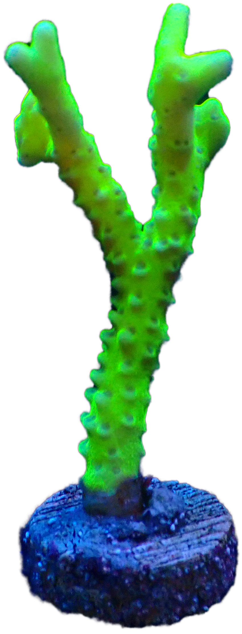 Green Goblin Anacropora WYSIWYG