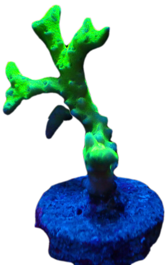 Green Goblin Anacropora WYSIWYG