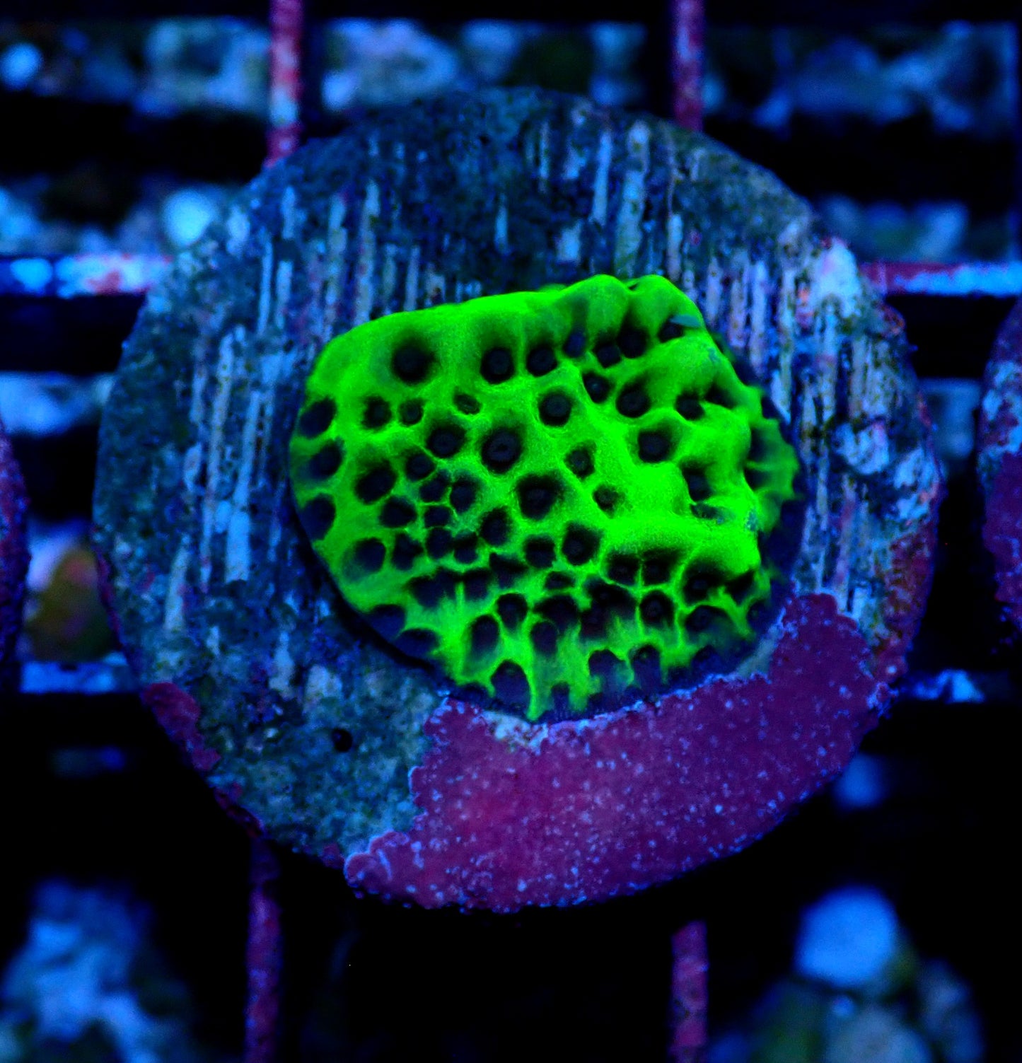 Acid Swirl Montipora WYSIWYG