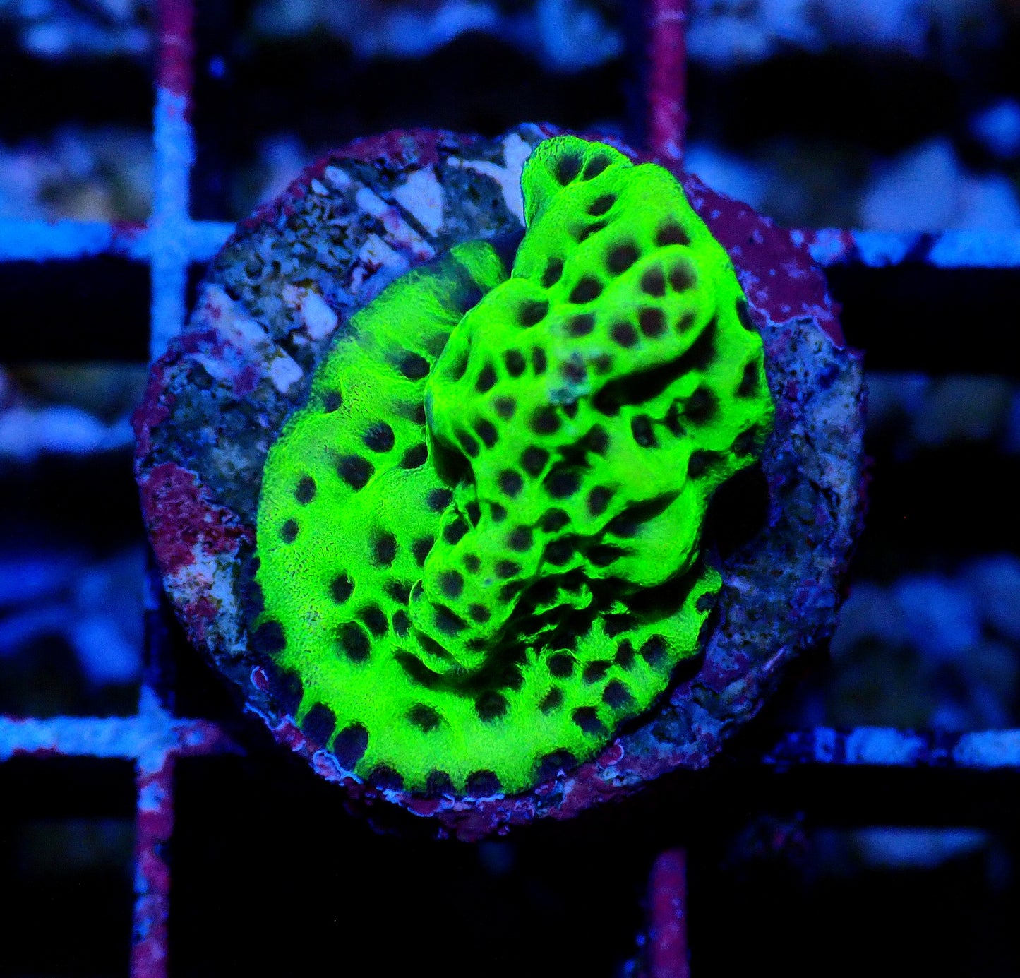 Acid Swirl Montipora WYSIWYG