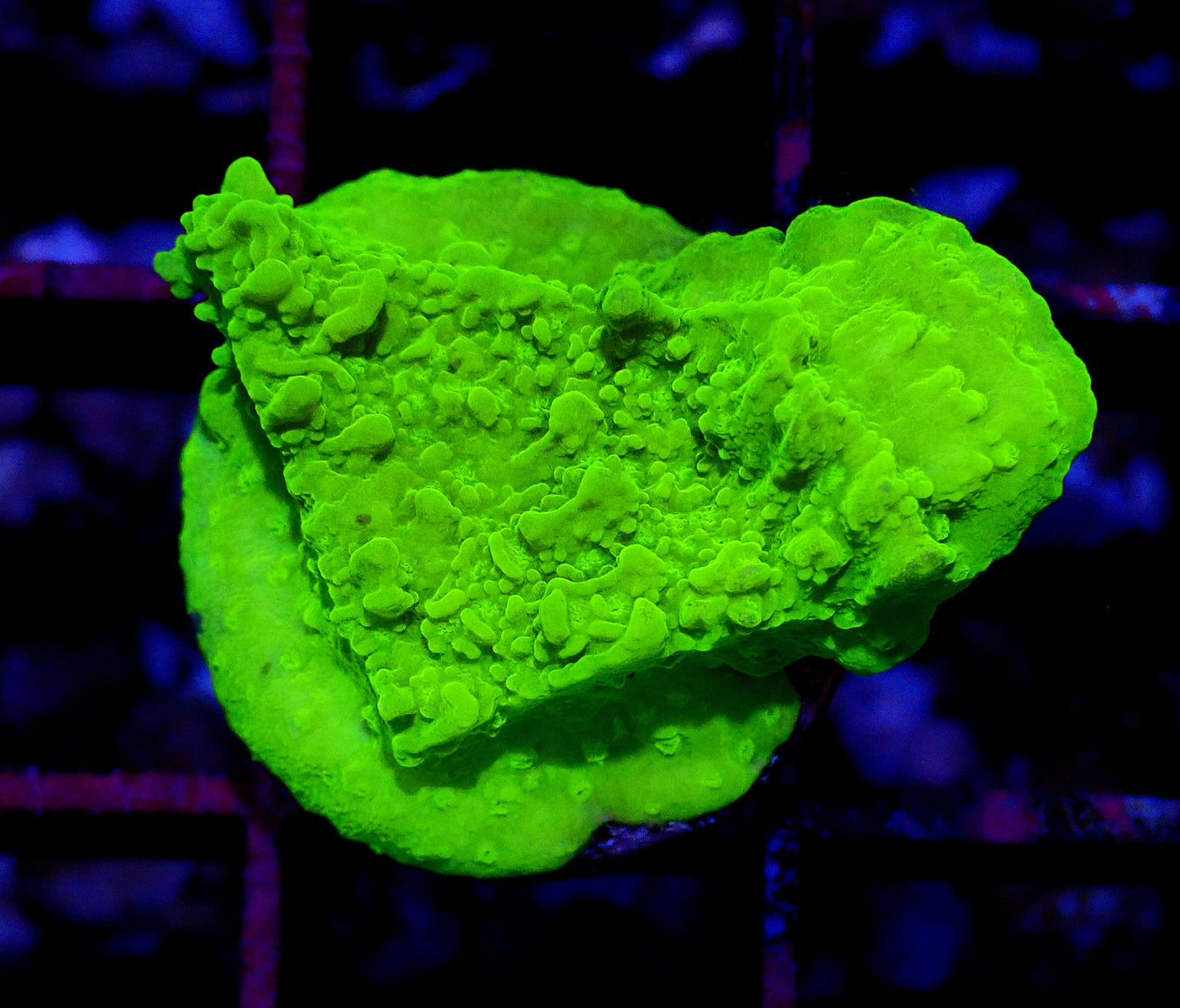 Green scrolling Montipora WYSIWYG