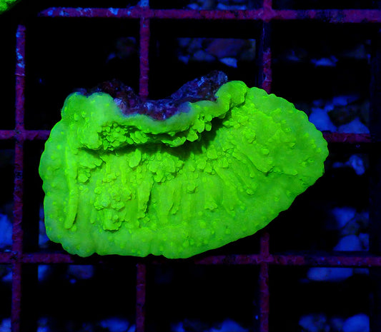 Green scrolling Montipora WYSIWYG