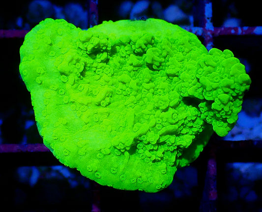 Green scrolling Montipora WYSIWYG