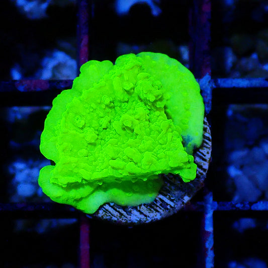 Green scrolling Montipora WYSIWYG