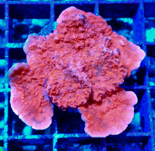 Red Montipora Cap