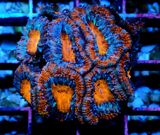 Acan (Micromussa) WYSIWYG