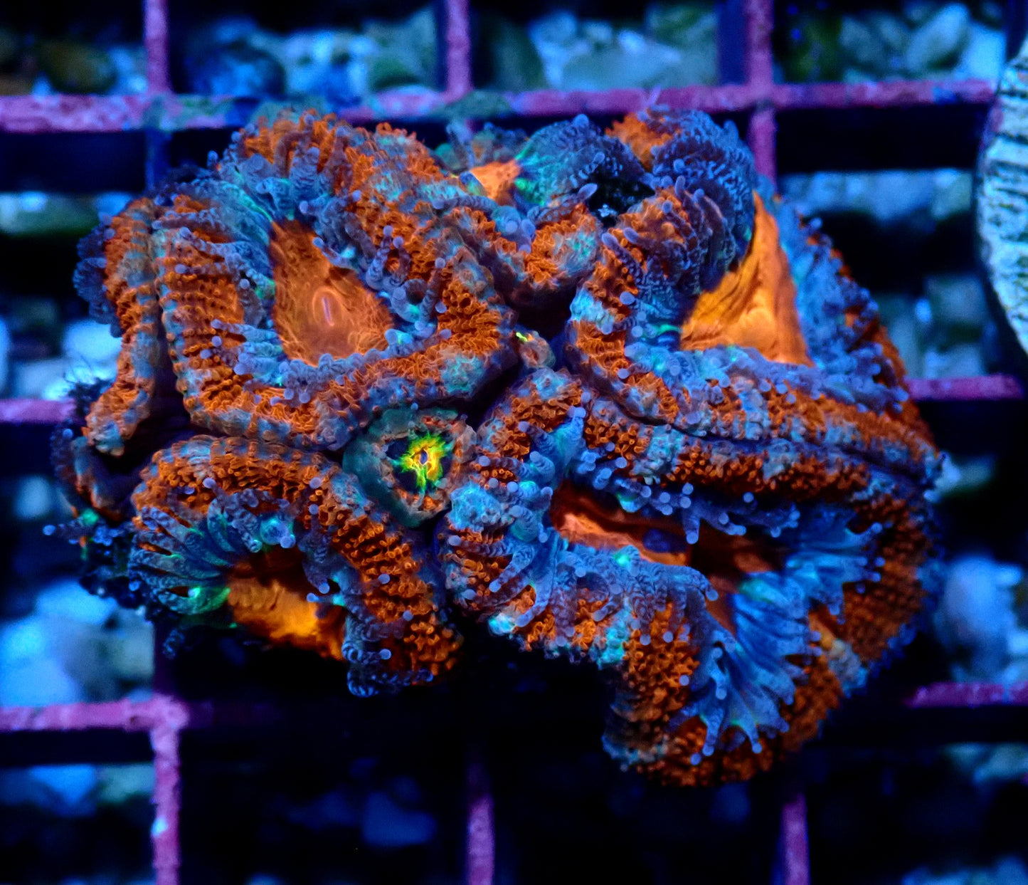 Acan (Micromussa) WYSIWYG