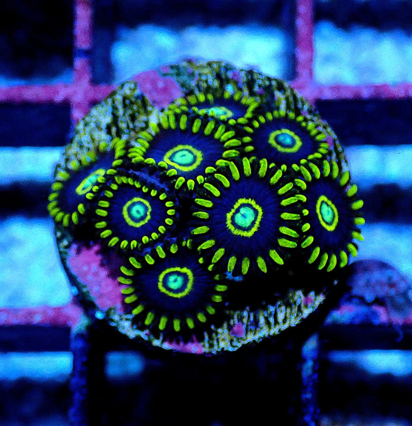 Blue Hornet Zoanthid WYSIWYG