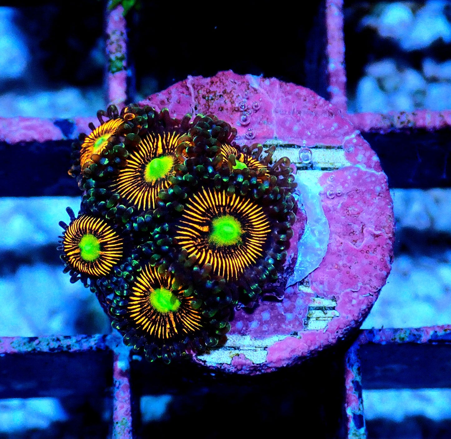 Gobstopper Zoanthid WYSIWYG