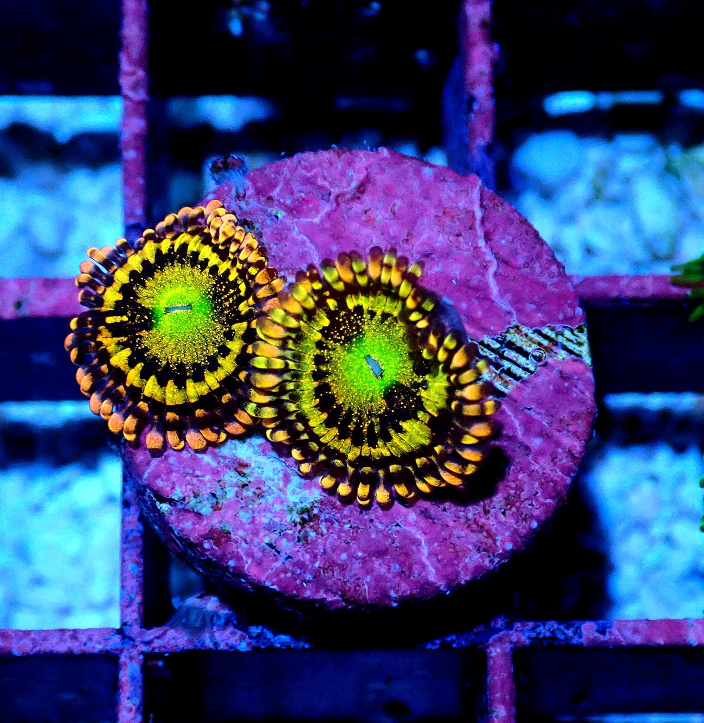 Alien Anti-Venom Zoanthid WYSIWYG