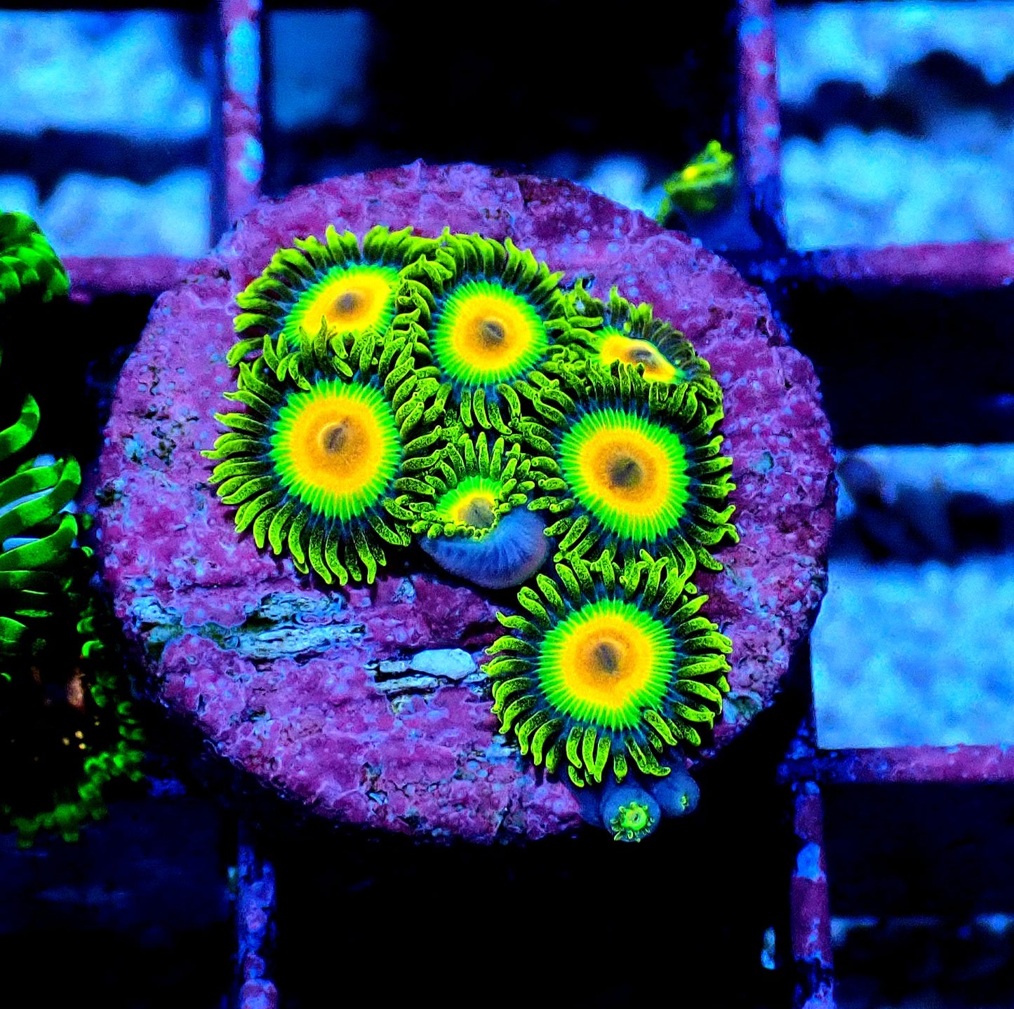 Rasta Zoanthid WYSIWYG