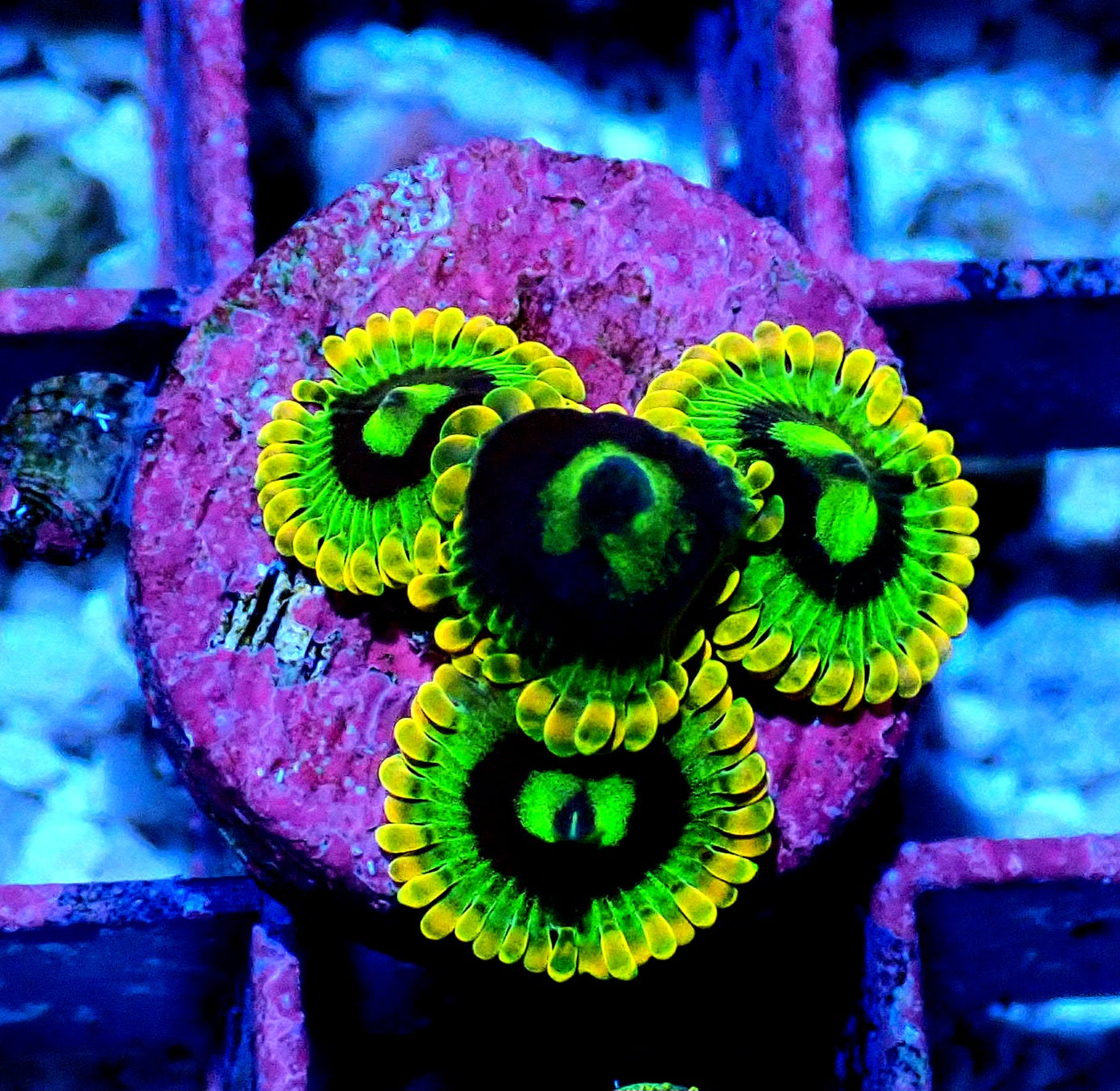 Rainbow Yoda Zoanthid WYSIWYG