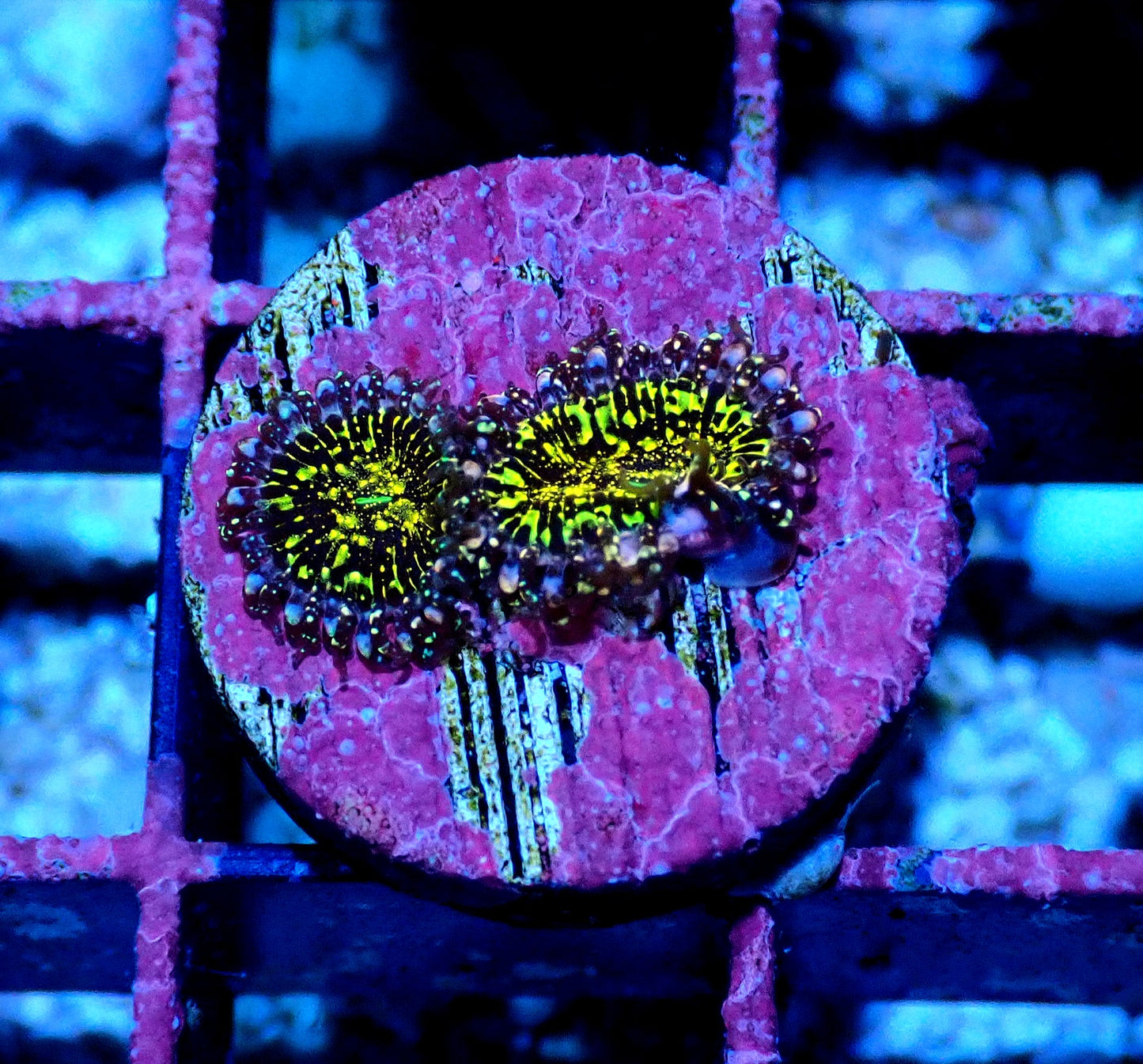 Black Galaxy Zoanthid WYSIWYG