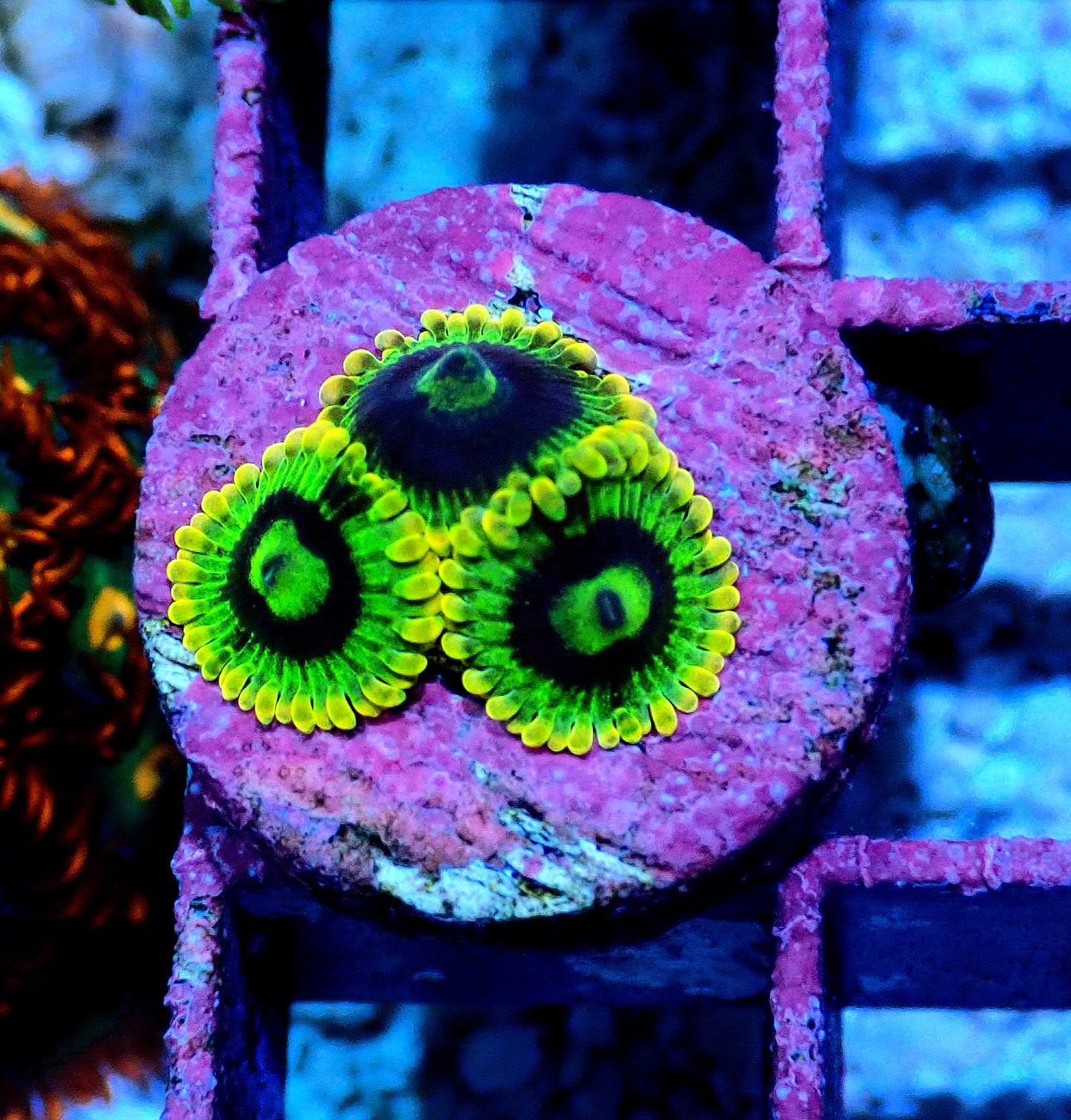 Rainbow Yoda Zoanthid WYSIWYG