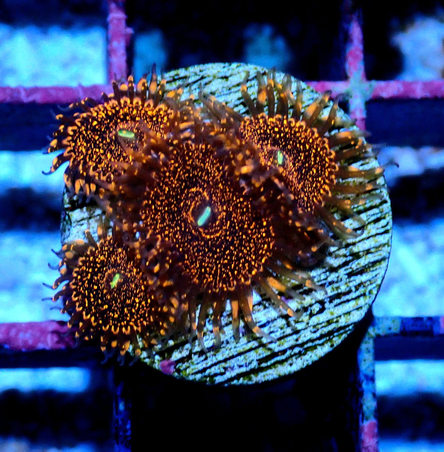 Darth Maul Zoanthid WYSIWYG