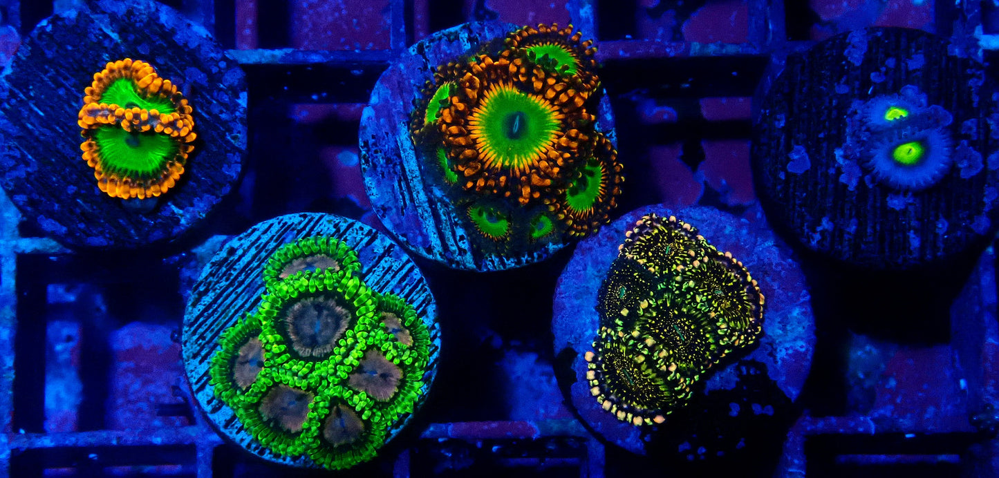 Premium Zoanthid pack