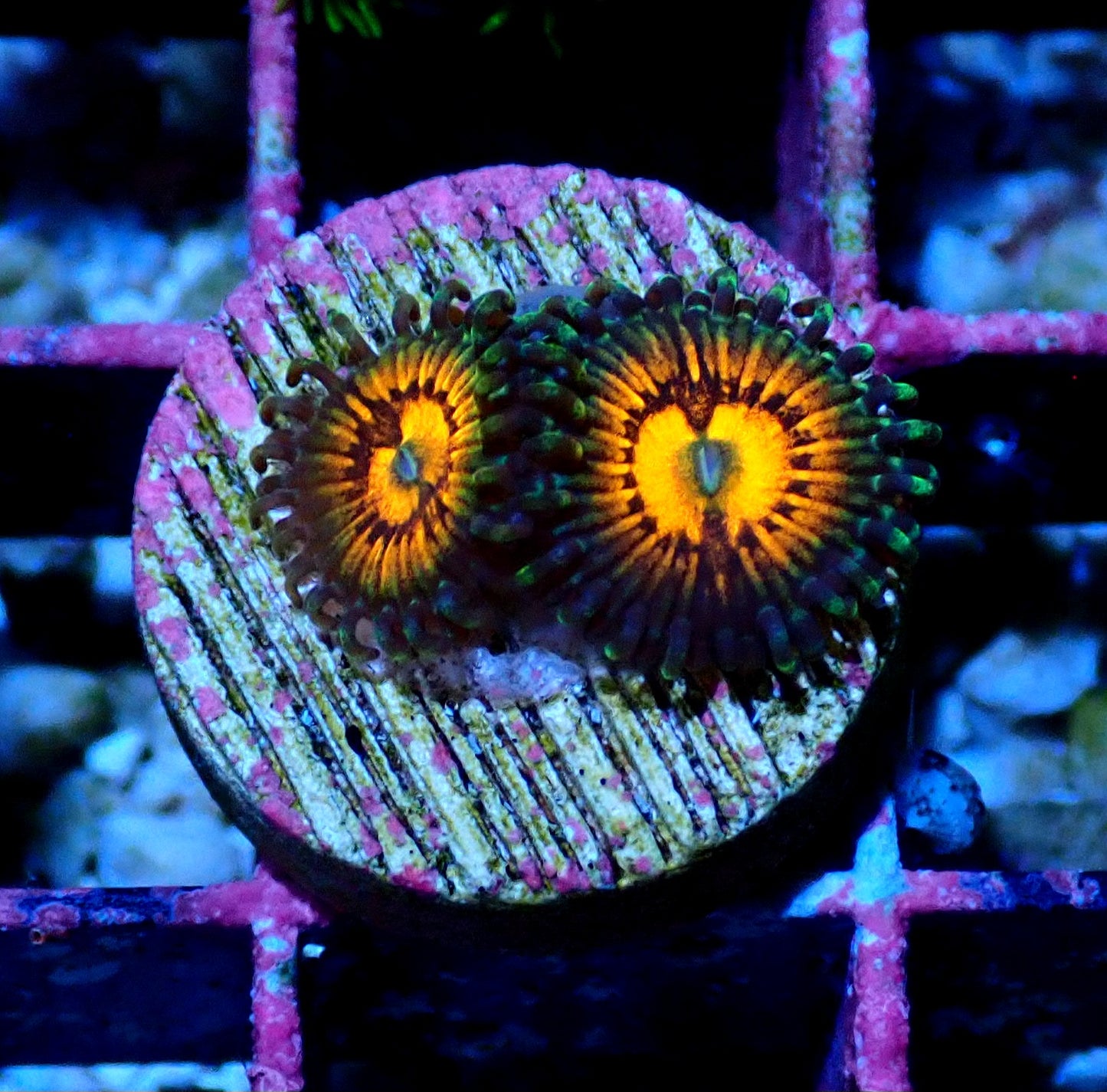 God of War Zoanthid WYSIWYG