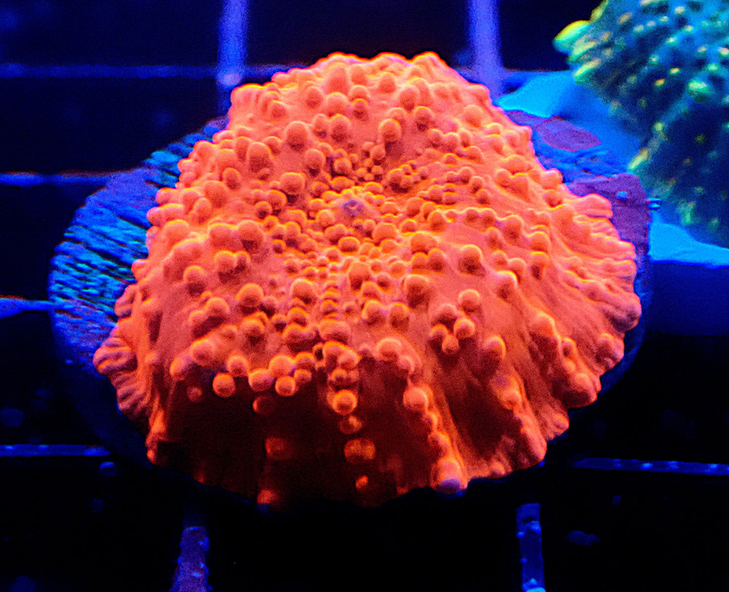 Bright red Corallimorph WYSIWYG