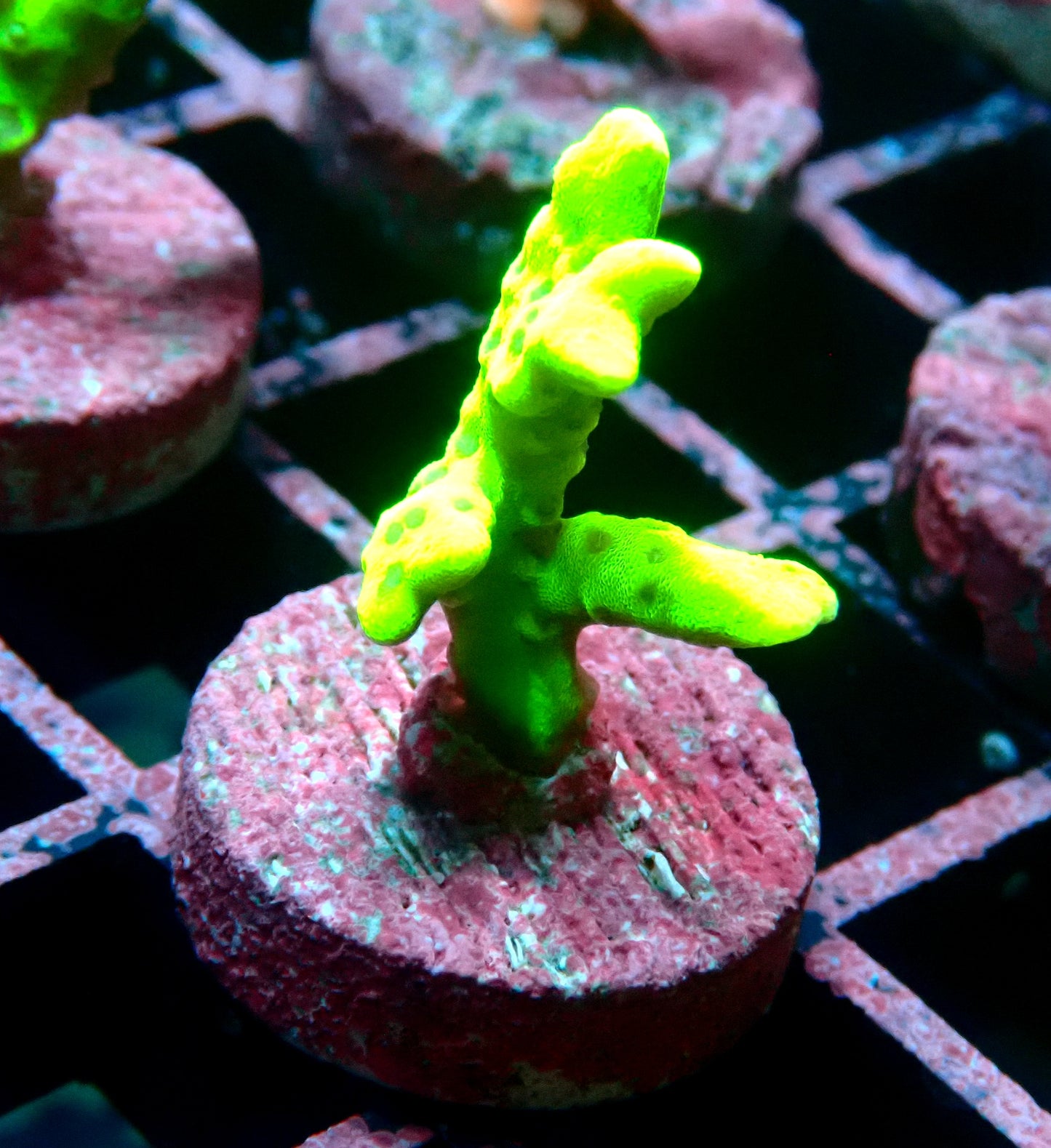 Green Goblin Anacropora