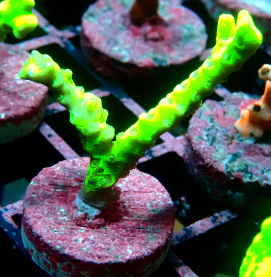 Green Goblin Anacropora