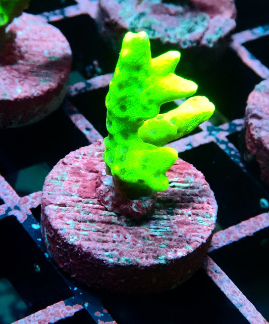 Green Goblin Anacropora