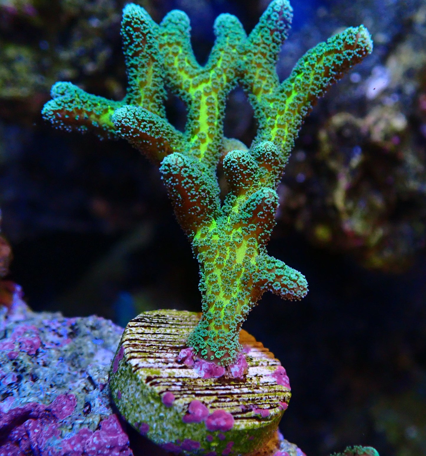 Bird Of Paradise Seriatopora frag