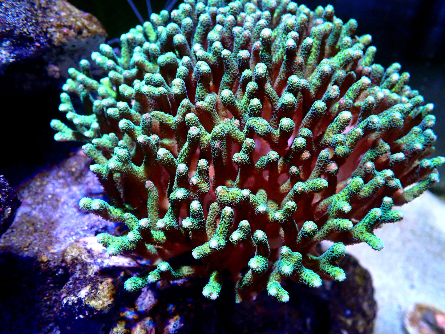 Bird Of Paradise Seriatopora frag