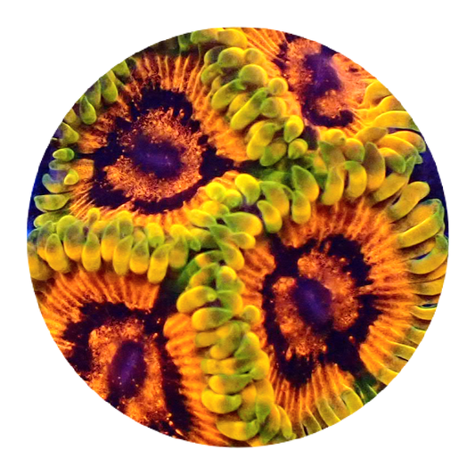 Adonis Zoanthid single polyp