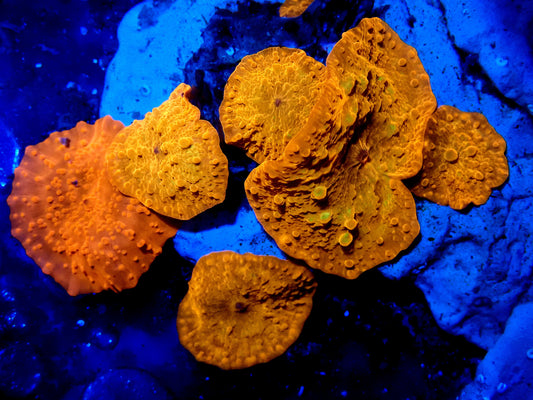 Bright Orange Corallimorph - Single morph