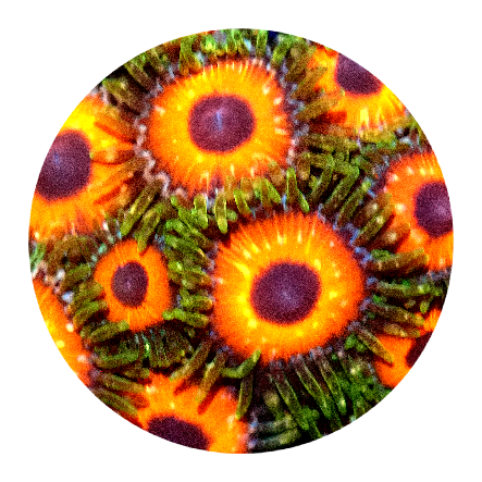 Watermelon Zoanthid (5 Polyps)