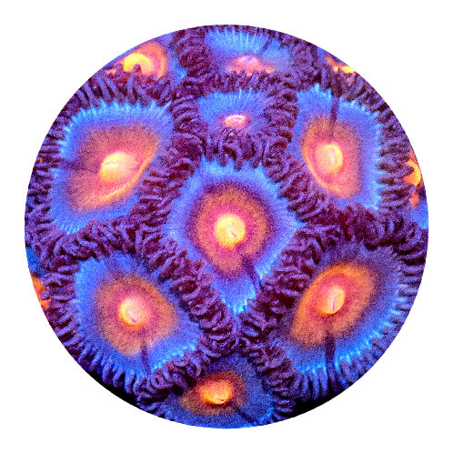 Miami Vice Zoanthid - 2 Polyps