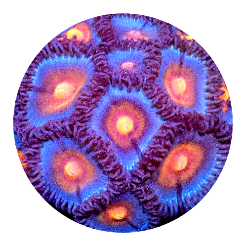 Miami Vice Zoanthid - 1 Polyp
