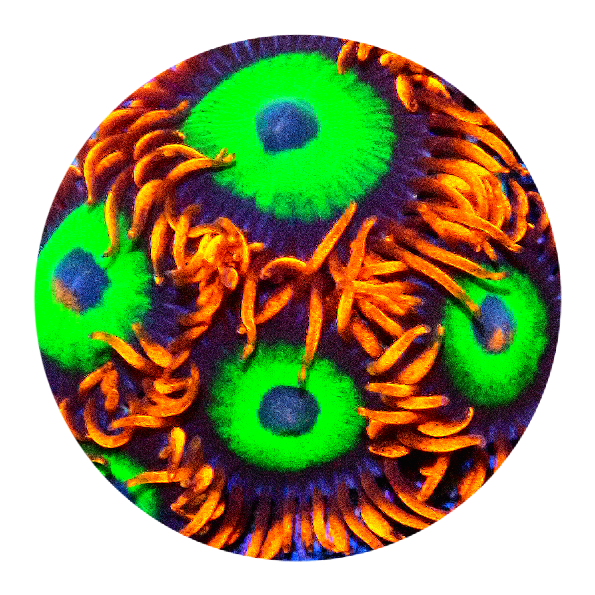 Emerald on Fire Zoanthid - 2 Polyp