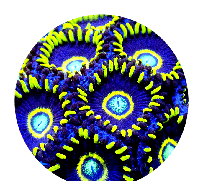 Blue Hornet Zoanthid (5 Polyps)