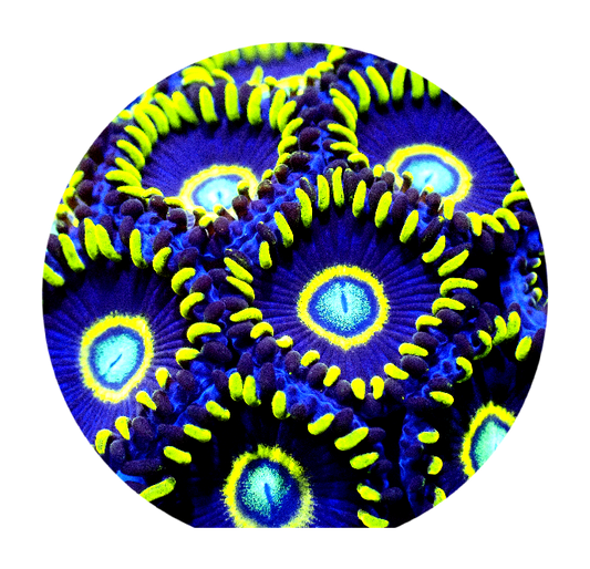 Blue Hornet Zoanthid (5 Polyps)