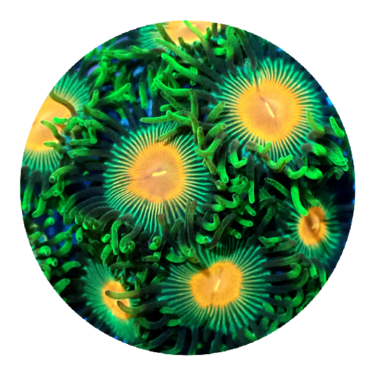 Radioactive Campfire Zoanthid (5 Polyps)