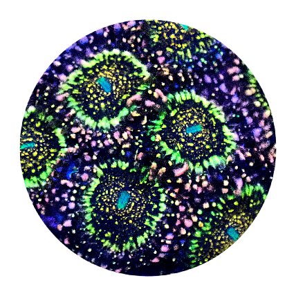 Black Galaxy Zoanthid - 1 Polyp