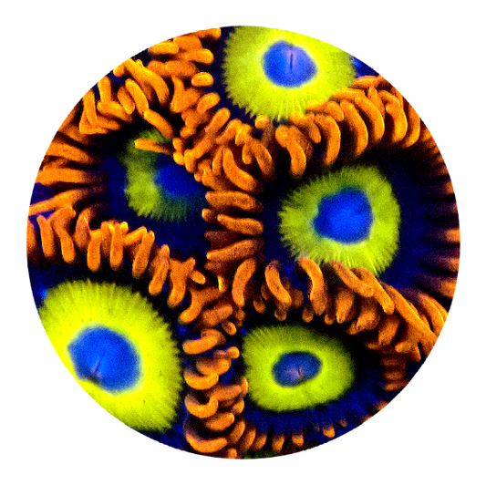 BBEB Zoanthid  - 1 Polyp